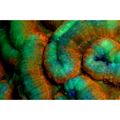 SeeLife Sea Dragon Fluorid Dual Beam Światło Niebieskie