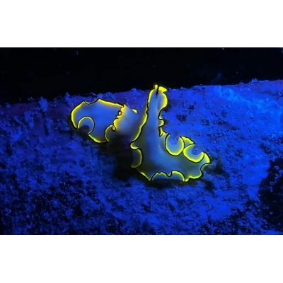 SeeLife Sea Dragon Fluorid Dual Beam Światło Niebieskie